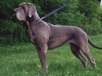 BÁRA Hromadog Brunensis