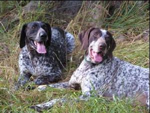 Chovatelsk� stanice ze �t�pek