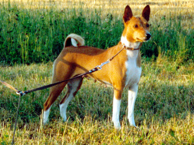 Basenji na louce 2