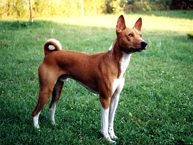 Basenji na louce 3