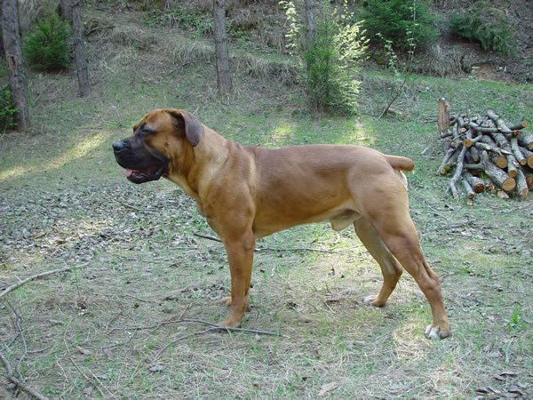 boerboel - ddeek