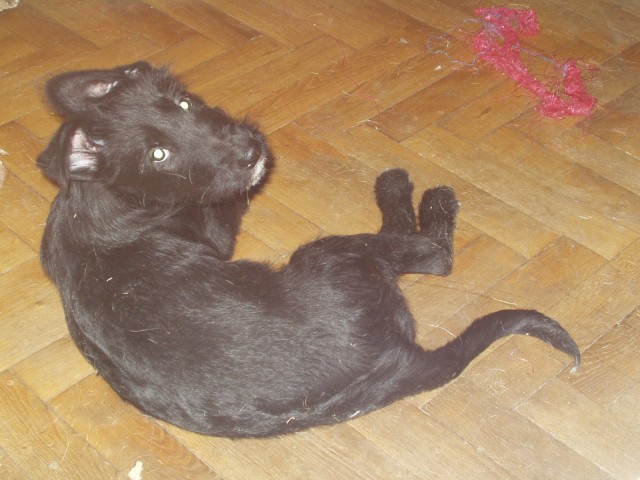 blackie IV