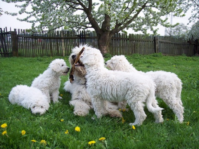 komondor - vrh A