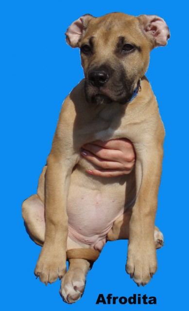 AFRODITA -boerboel