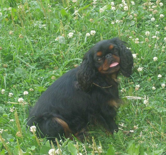 Portrt plemen King Charles spaniel