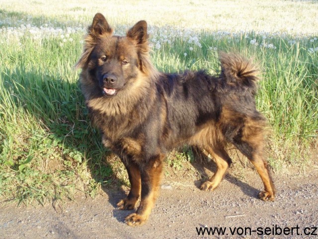 Eurasier - Berry2