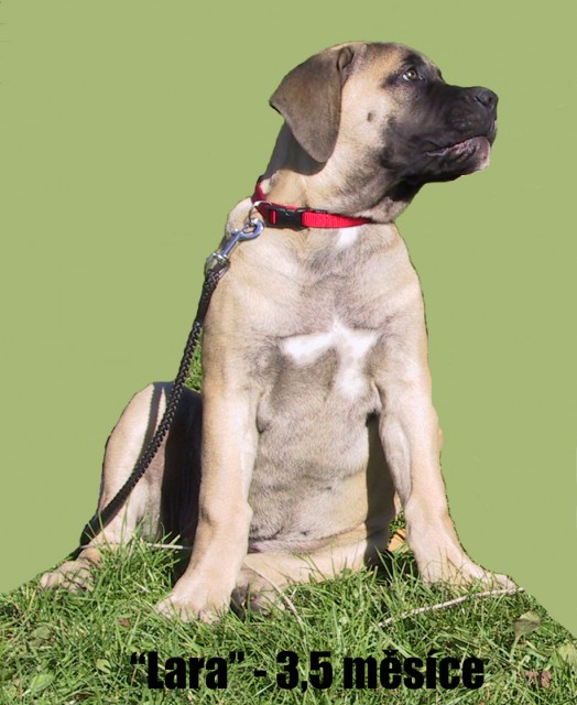 Boerboel-"Lara"-3,5 msc