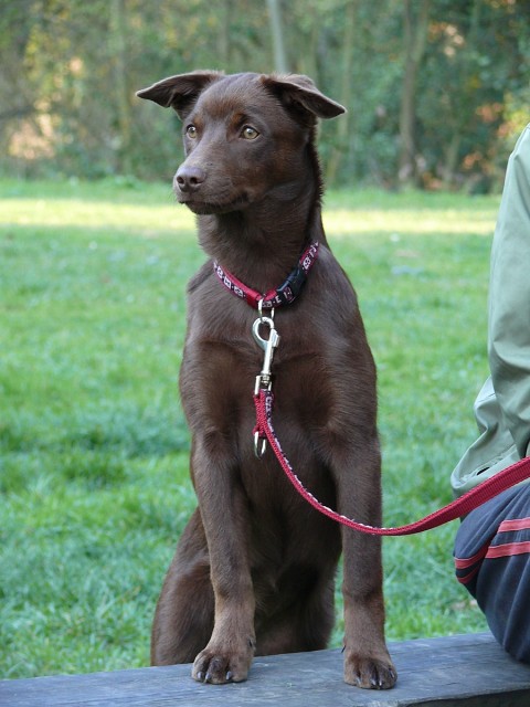 Aki - australsk kelpie