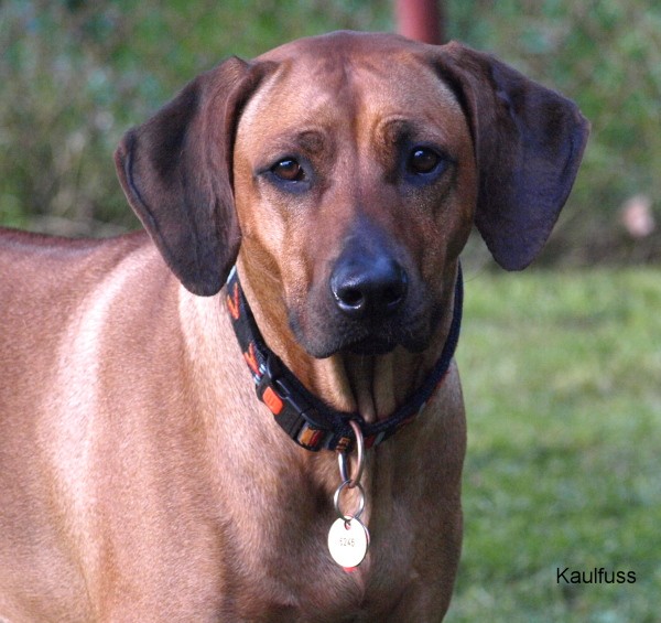 www.ridgeback-teplice.eu