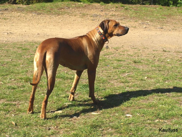 www.ridgeback-teplice.eu