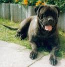 BULLMASTIFF BULMASTIF