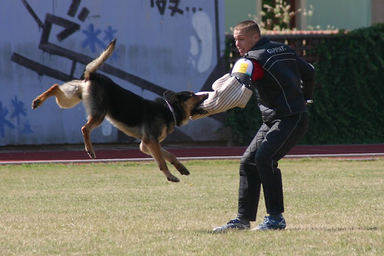 Apolo z Duhovho lesa - kontrolk