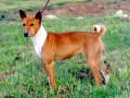 Basenji na louce1