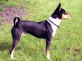 Basenji erno-bl