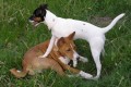 Frisbee a basenji Fable