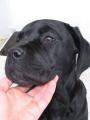 Sheeva - Cane corso