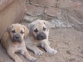 boerboel-7 tdn