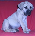 boerboel Sofie