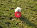 frisbee