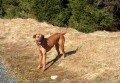 www.ridgeback-teplice.eu