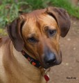 www.ridgeback-teplice.eu