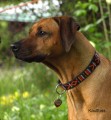 www.ridgeback-teplice.eu