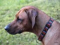 www.ridgeback-teplice.eu