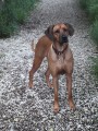 www.ridgeback-teplice.eu