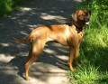 www.ridgeback-teplice.eu