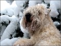 wheaten- zasnezen vous