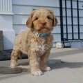 Krsn pejsek a fenka Goldendoodle k adopci.