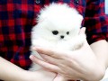 Pomeranian toy tata jsou pipravena