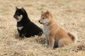 Rozkon domc tata Shiba Inu