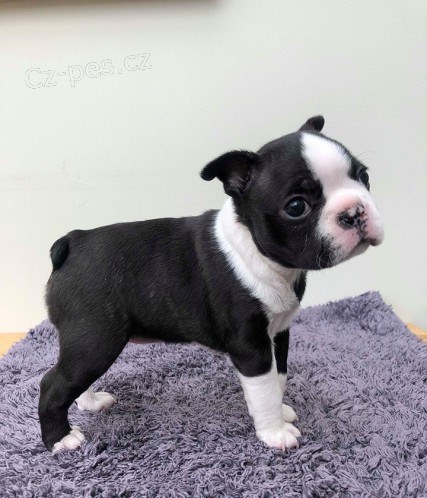 tata Bostonsky Terrier