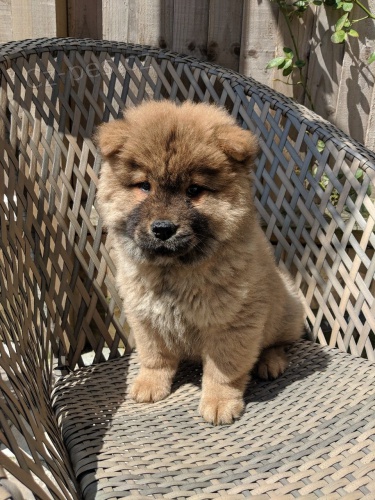 Chow Chows