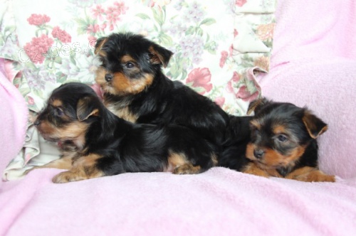 Hezk� �t��ata Yorkshire Terrier