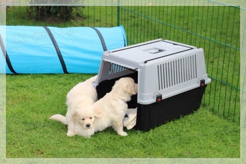 registrov�n �ist� anglick� kr�mov� zlat� retr�vr akc