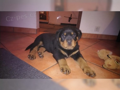 zdrav ttka Rottweiler pro pijet