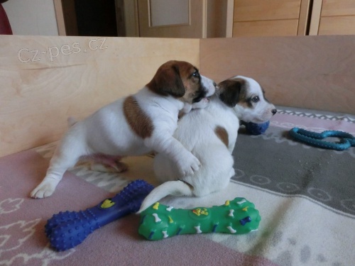 zdrav ttka Jack Russell pro pijet