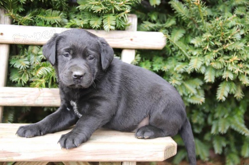 tata labradorskho retrvra pro adopci zdarma