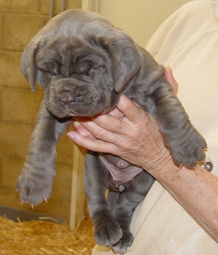 Neapolitan Mastiff Puppies Mm nyn 1 dvku a 1 chlapce pipravenho na jejich nov domovy. Maminku a otce lze povaovat za rodinnho mazlka. tata jsou doposud hnvov a oderven, jsou vycviena na pad