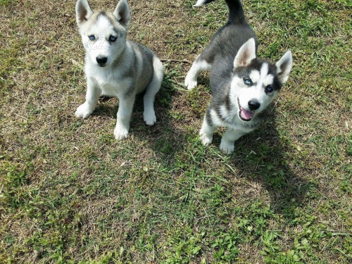 tata sibiskho huskyho psa a samice