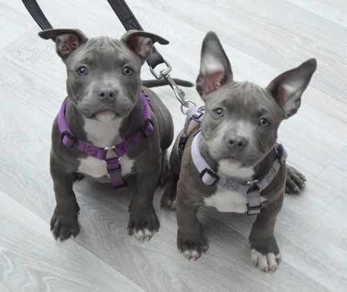 tata americkho pitbull terira ve vku 12 tdn,