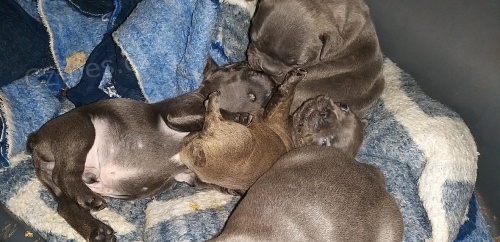 Francouzsk� buldo�ek