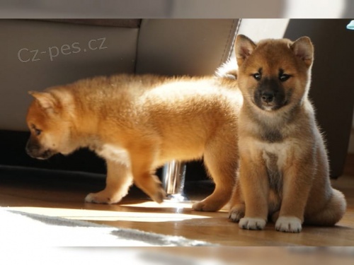 krsn vrh shiba inu tat k dispozici pes a fena, omezen, take kontaktujte nyn pro sv.