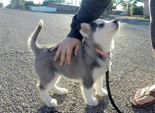 Sibisk husky tenata***