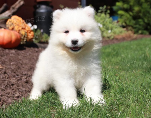 Dobrodrun Samoyed