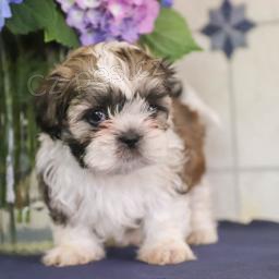 krsn samce a samice tat shihtzu k adopci