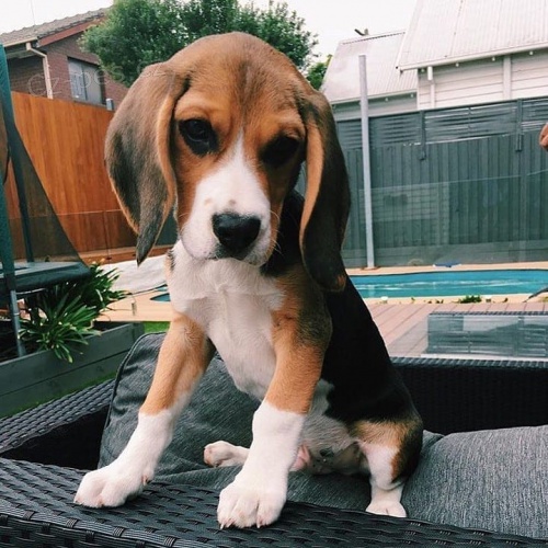 krsn samce a samice tat beagle k adopci