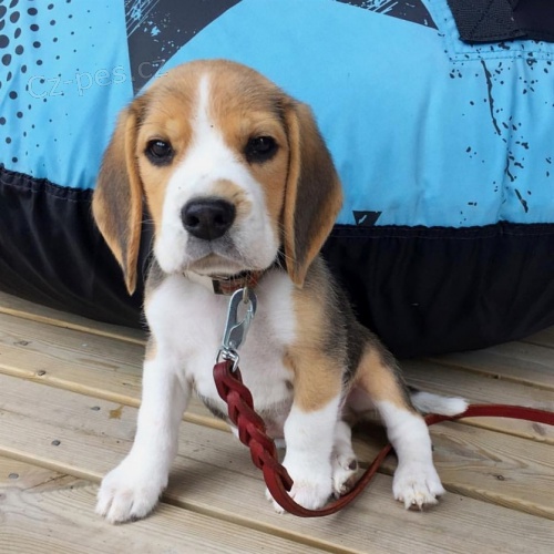 krsn samec a samice beagle tata k adopci